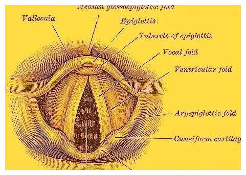 你有多久没有听过家里猫咪的呼噜声了?休闲区蓝鸢梦想 - Www.slyday.coM 你有多久没有听过家里猫咪的呼噜声了?休闲区蓝鸢梦想 - Www.slyday.coM