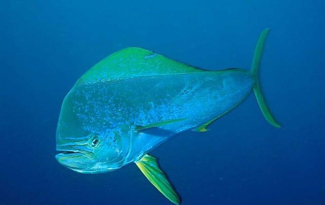 鲯鳅鱼,美丽而又奇特的大鱼