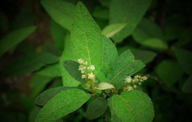 此物人称鸡骨香是消化不良特效药野外遇见勿当杂草