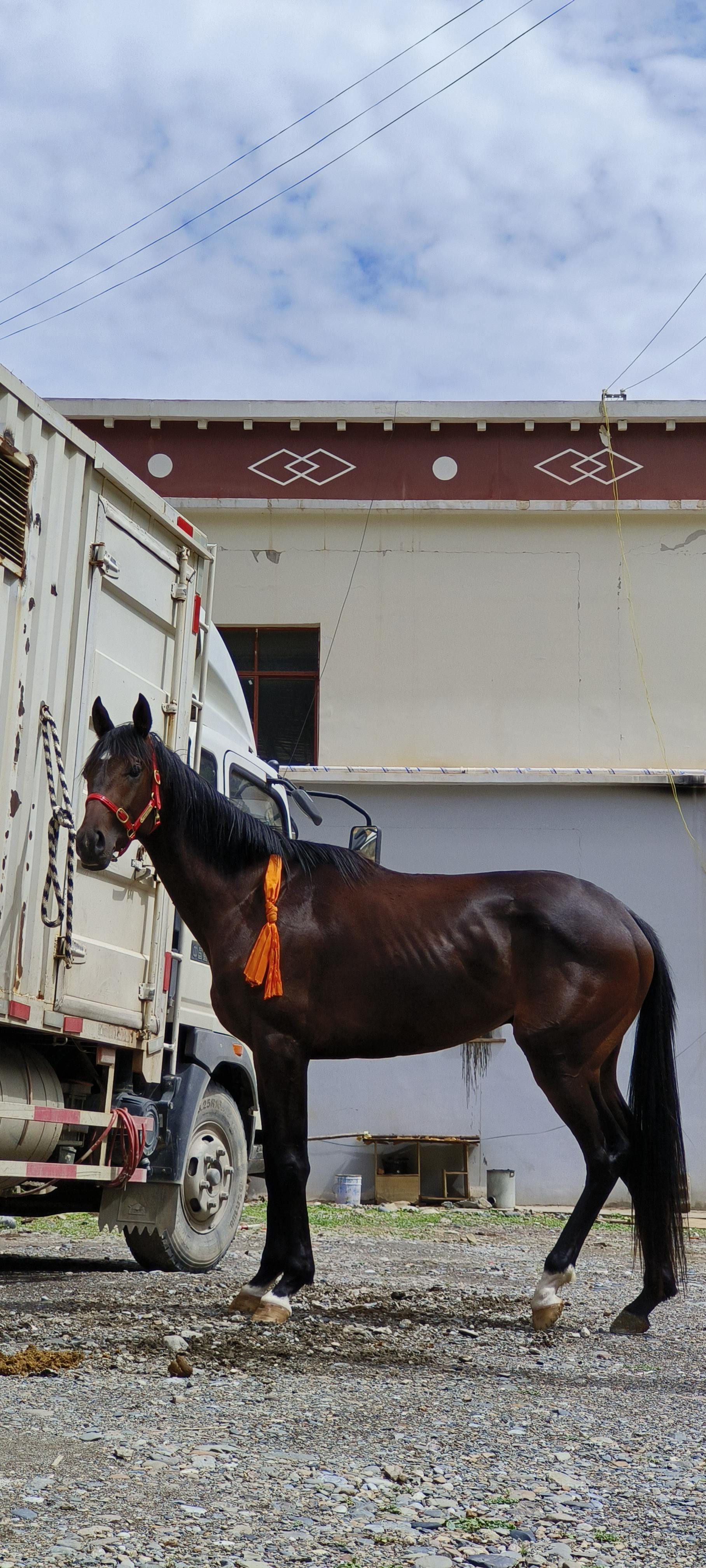 价值28万纯血马在比赛后走失你了解马术运动吗