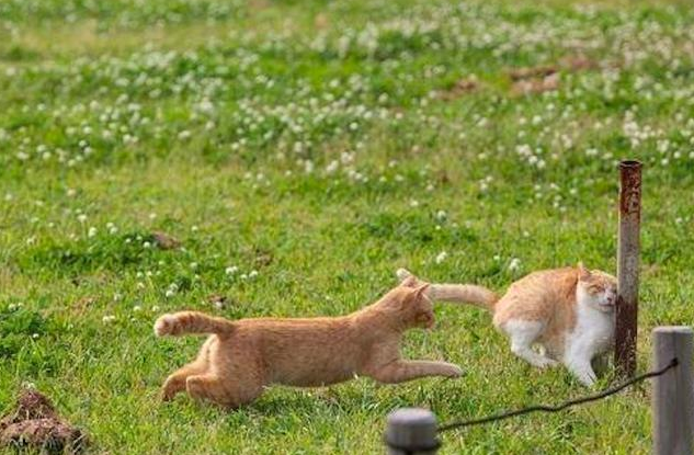两只猫咪互相追逐,猫咪不注意撞到铁杆,隔着屏幕都感觉到痛!
