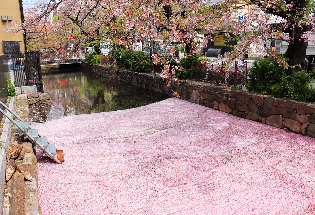 樱花季节接近尾声,日本京都河上落樱缤纷,铺满樱花犹如粉红地毯