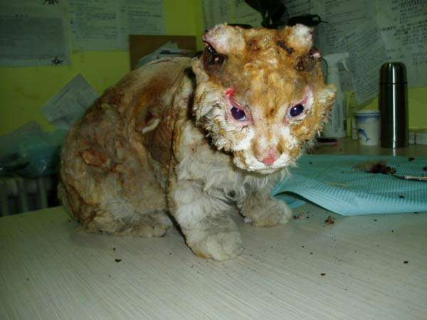 随用随着可见的布将毛蒙起来,用火烧.