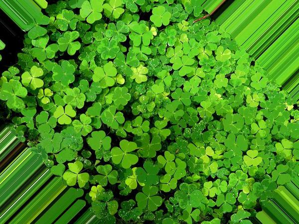 很多人都误解鱼腥草了!其实它不仅不致癌,还有助于抗癌休闲区蓝鸢梦想 - Www.slyday.coM 很多人都误解鱼腥草了!其实它不仅不致癌,还有助于抗癌休闲区蓝鸢梦想 - Www.slyday.coM