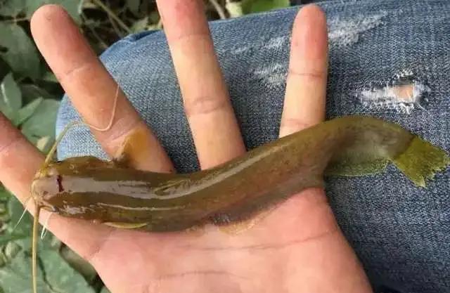 农村溪流里稀有的动物,称之为鱼儿活化石,"它"就是石鲶鱼__财经头条