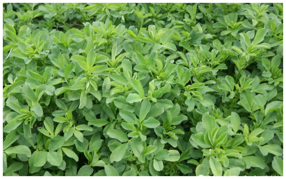 草地里隐藏的野菜苜蓿,营养价值颇高好多人没有吃过,味道很不错