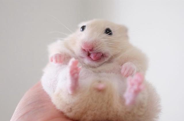 仓鼠原是变脸高手,从委屈到笑容满面,只要有好吃的就行