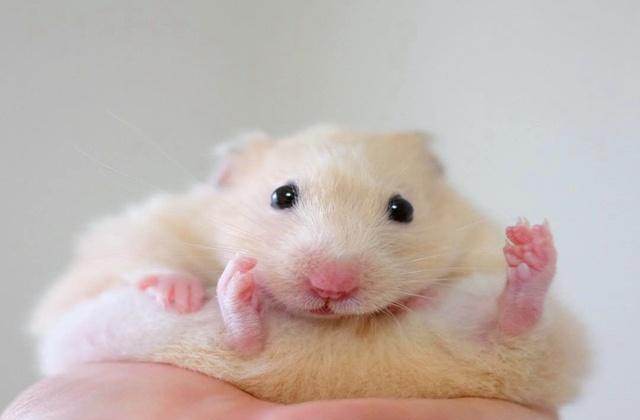 仓鼠原是变脸高手,从委屈到笑容满面,只要有好吃的就行