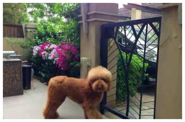 参观杜江与霍思燕豪宅独栋大别墅精致又大气全网女孩都羡慕