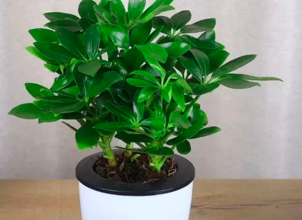 七叶莲的养殖方法(七叶莲的养殖方法和浇水时间)