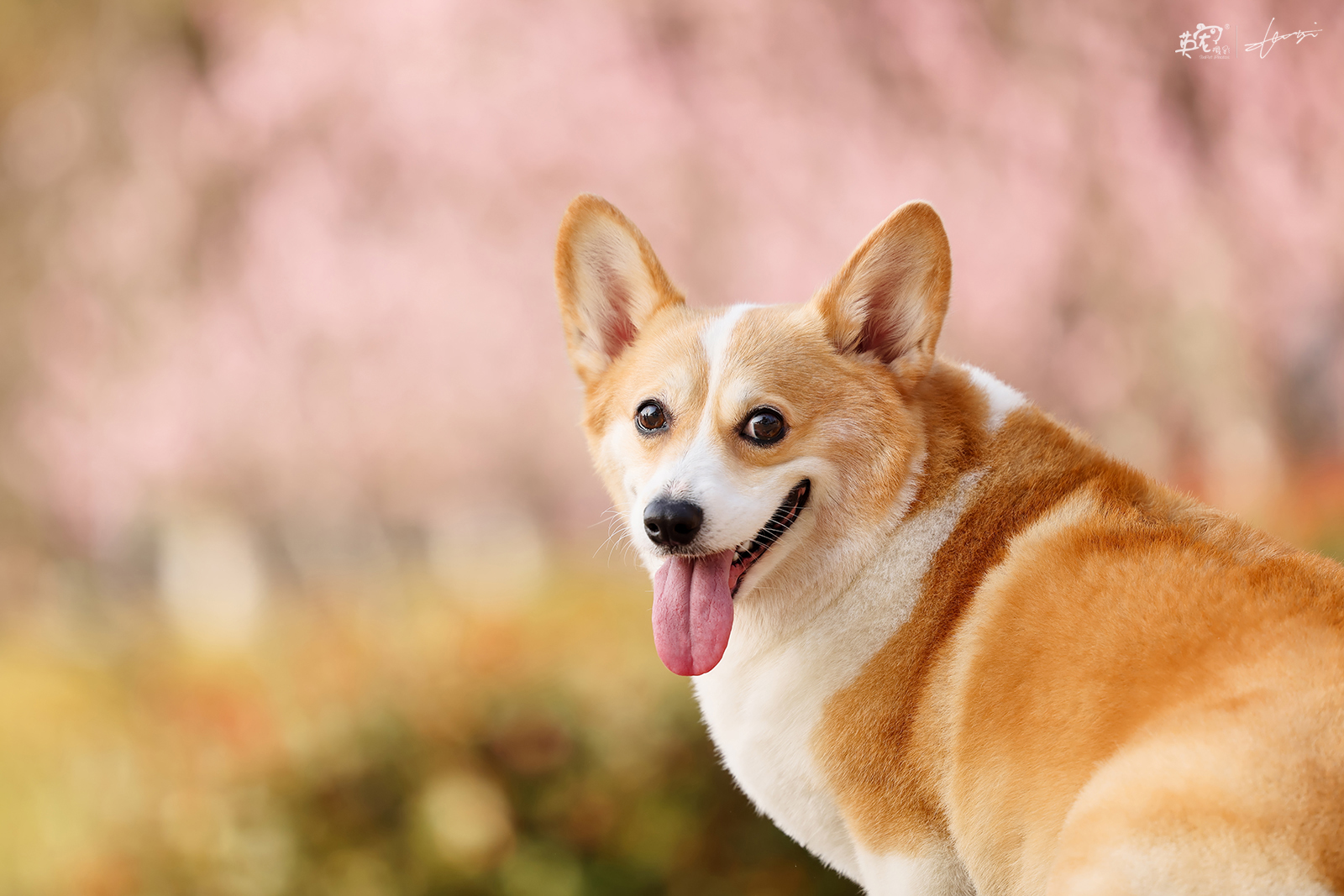 一只爱笑的狗子,你的照片真是越看越开心._高清图集_新浪网