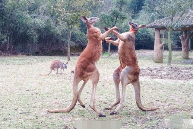 两只功夫袋鼠打架所使功夫疑似师从黄飞鸿