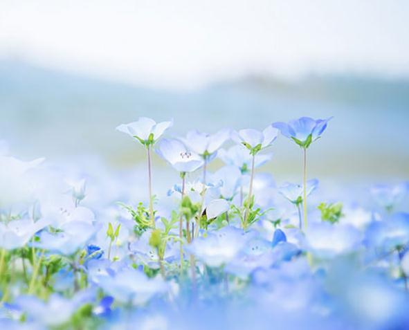 此花花色之奇无人能及 颇受日本女性的喜爱 是浪漫的感恩之花 财经头条