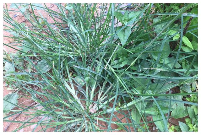 人称"千金草",被农民当害草,殊不知价值珍贵,用来