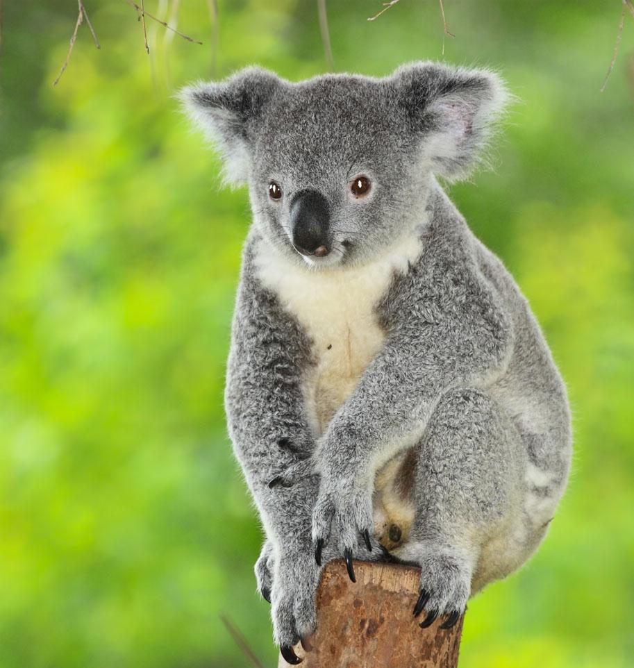 一周科技盘点:原来在你吃饭的时候,身边出现了"黑洞"|黑洞|气流|考拉