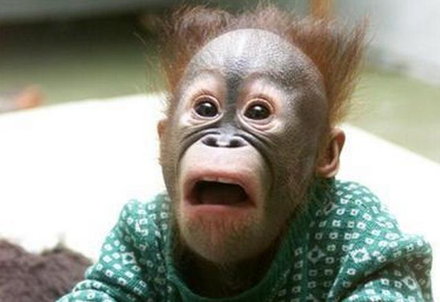 男子听到猩猩的呼声,过去看到它张开的手掌,令他气愤不已|猩猩|小猩猩