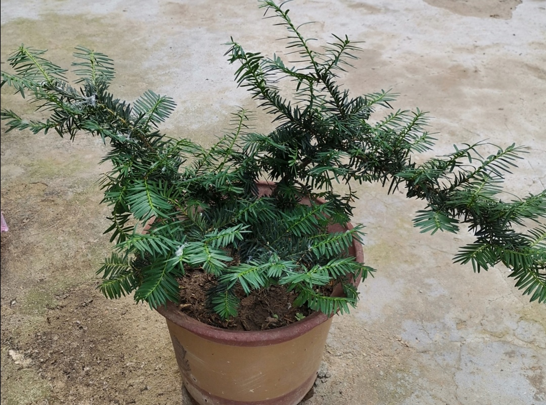 红豆杉盆景容易黄叶干焦做好4点要求植株长势茂盛