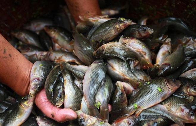 全州禾花鱼的养殖历史,唐昭宁年间,刘恂在《岭表