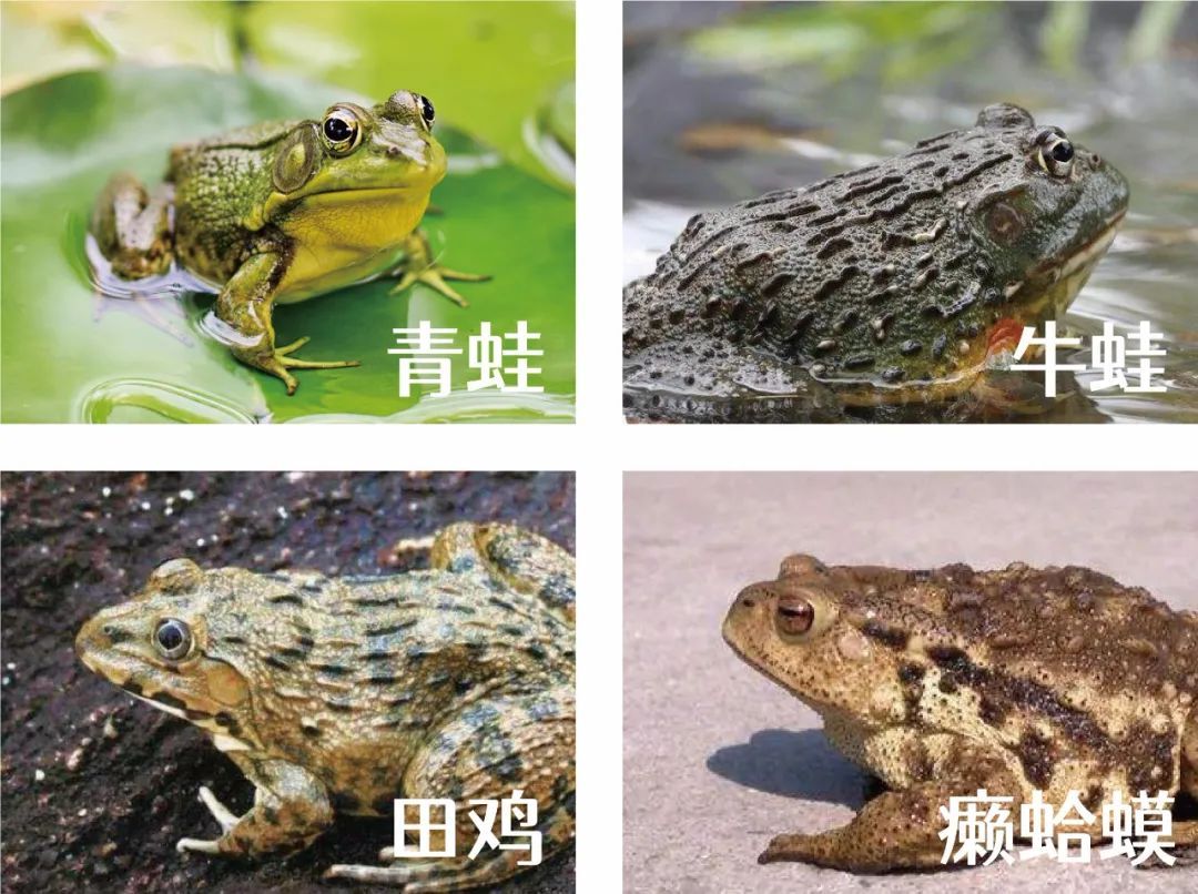 一文读懂青蛙,牛蛙,田鸡,癞蛤蟆__财经头条