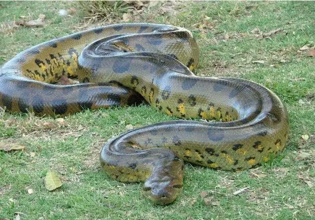 当今世上最大的蟒蛇, 亚马逊丛林里的霸主, 平头哥都不敢招惹