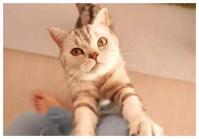 你有多久没有听过家里猫咪的呼噜声了?休闲区蓝鸢梦想 - Www.slyday.coM 你有多久没有听过家里猫咪的呼噜声了?休闲区蓝鸢梦想 - Www.slyday.coM