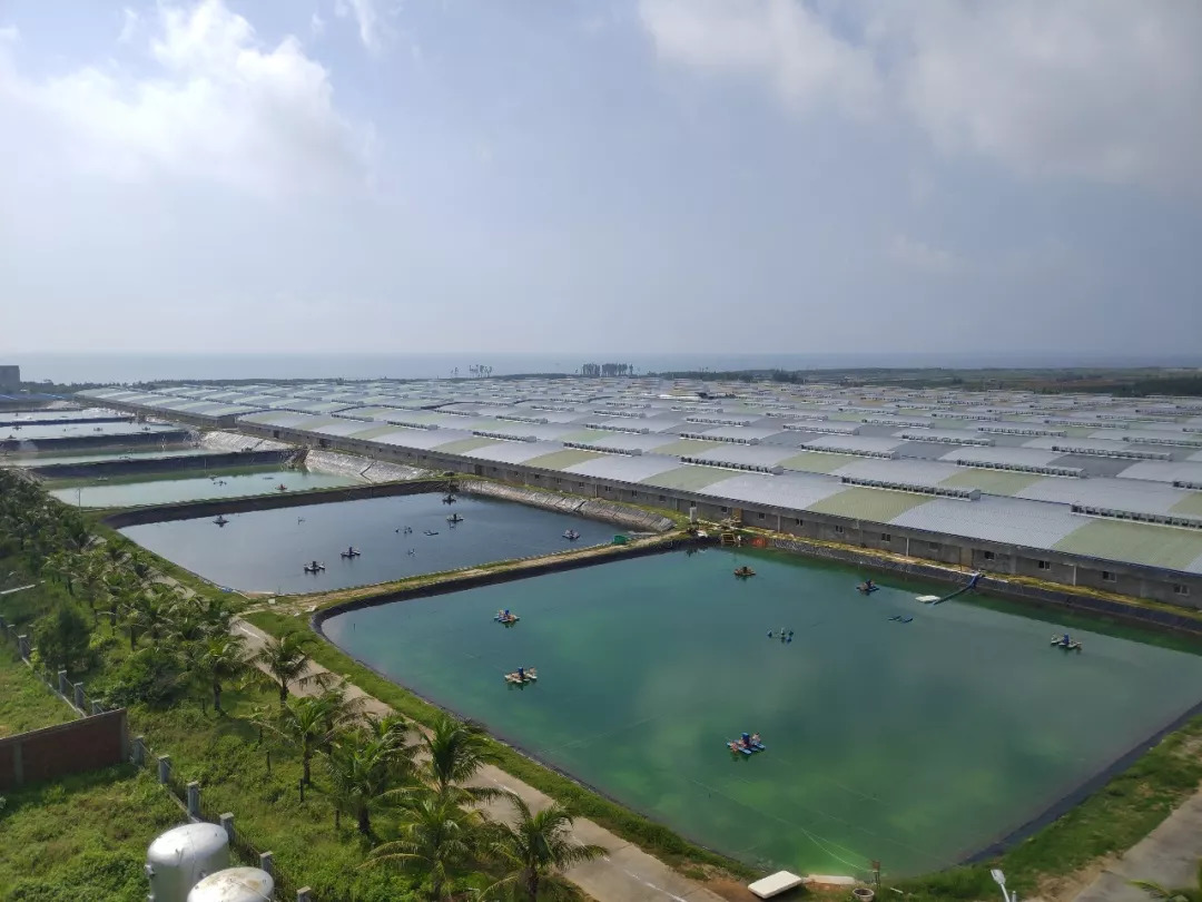 黄海水产研究所“对虾工厂化循环水高效生态养殖技术”入选2021年农业主推技术