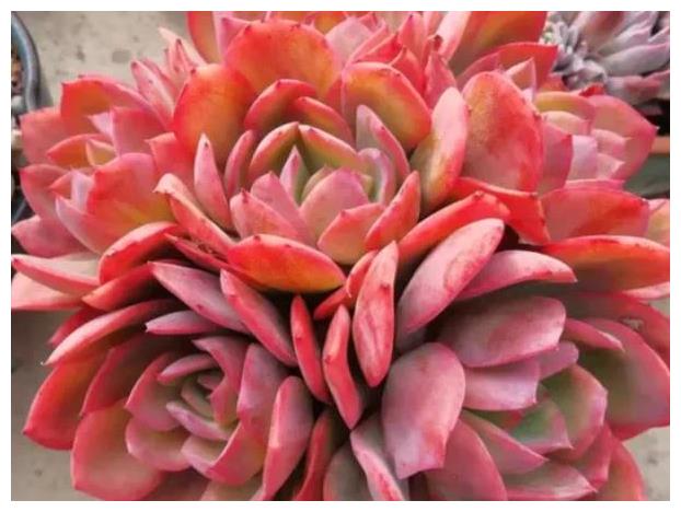 冬季怎么把多肉红卷叶养出完美状态3个方法搞定它