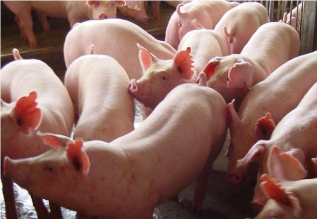 非洲猪瘟：越南病例激增，德国出现新病例