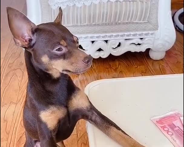 鹿犬啵啵乐要上主人床上睡觉,主人不乐意,这家伙开始哭了?