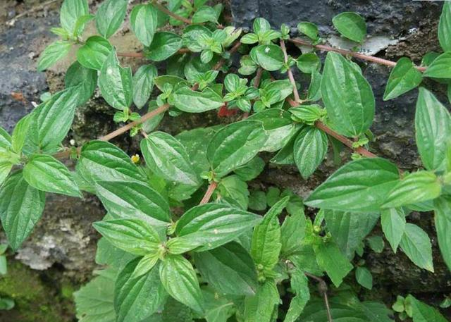 把它的根茎捣成汁液,据说附在断骨和骨折处,可以加快骨头再生,具有