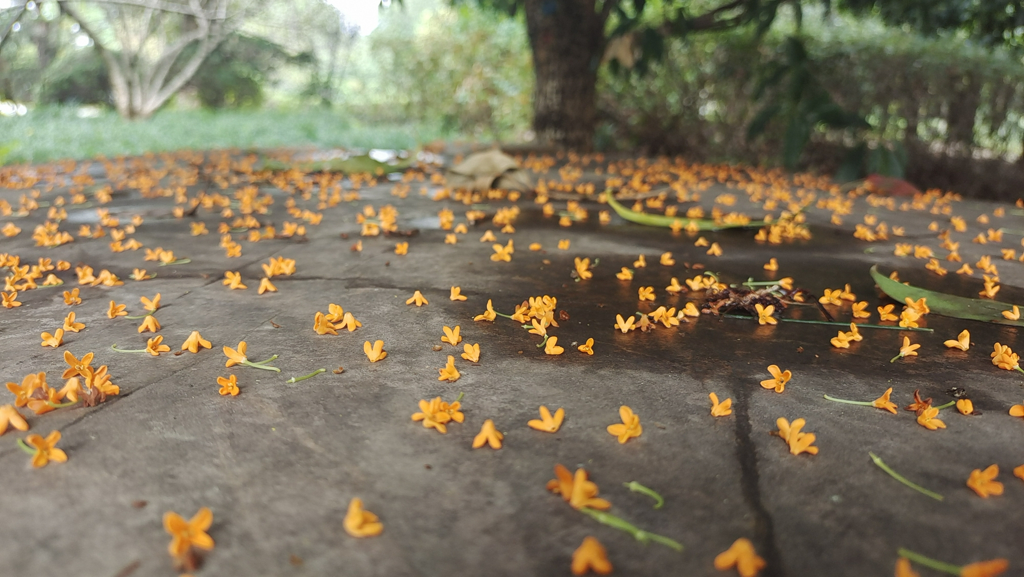 美丽吉安:落地桂花成风景__财经头条