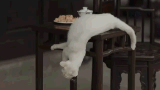 于正，还猫来！《当家主母》被质疑毒死真猫，晒花絮以力证清白！休闲区蓝鸢梦想 - Www.slyday.coM