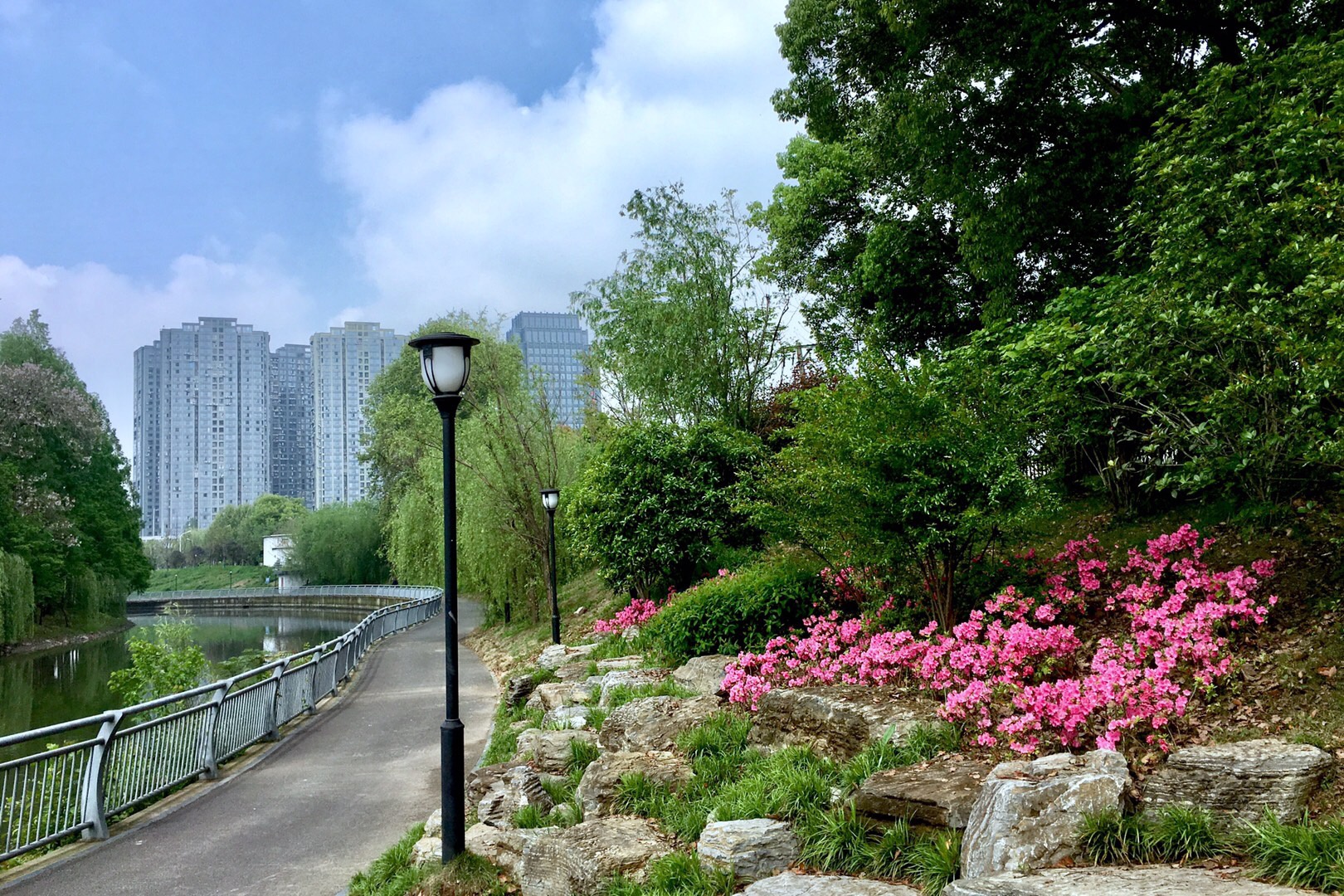 美丽杜鹃花盛开在巡司河畔(湖北 武汉市洪山区)