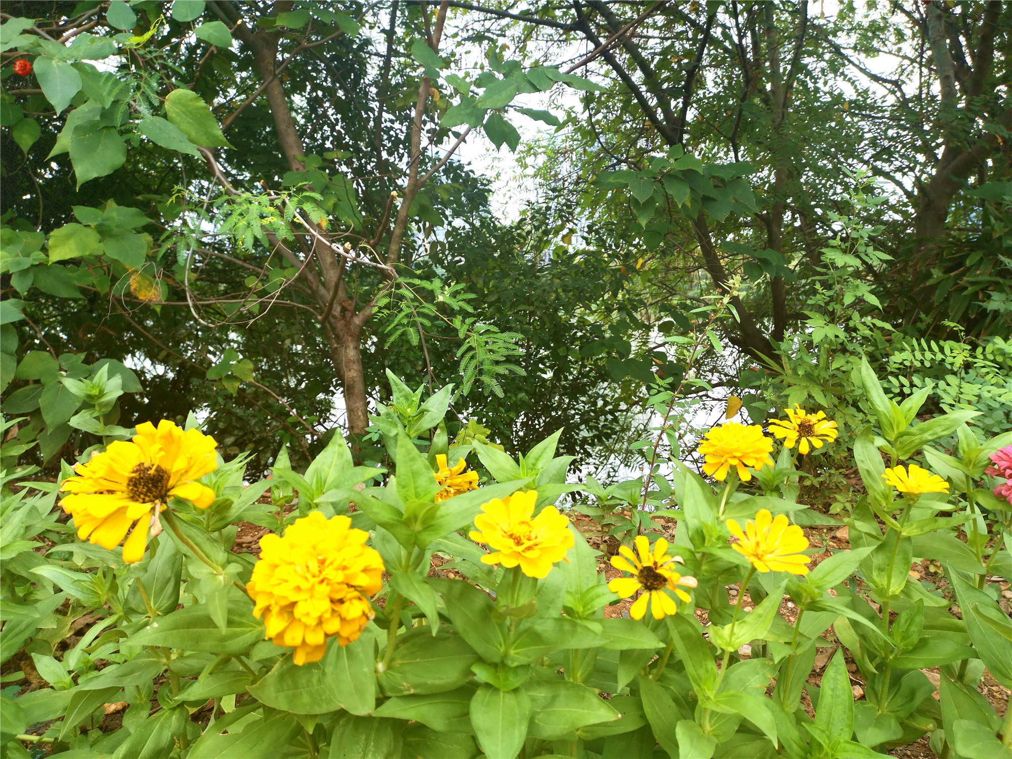 吉安视觉:古后河绿廊五彩斑斓的花花世界