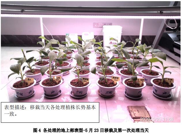 促根效果明显,肥效期达30天——香蕉盆栽促根提苗试验