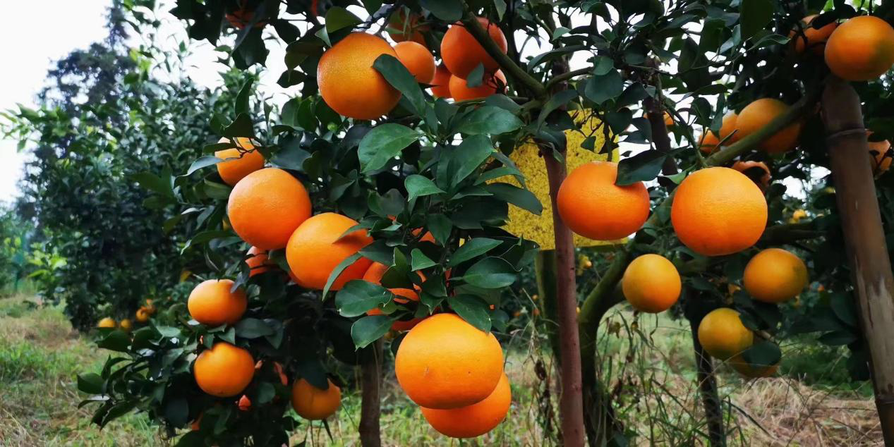 服务生态农业助力乡村振兴爱媛38号正式开园