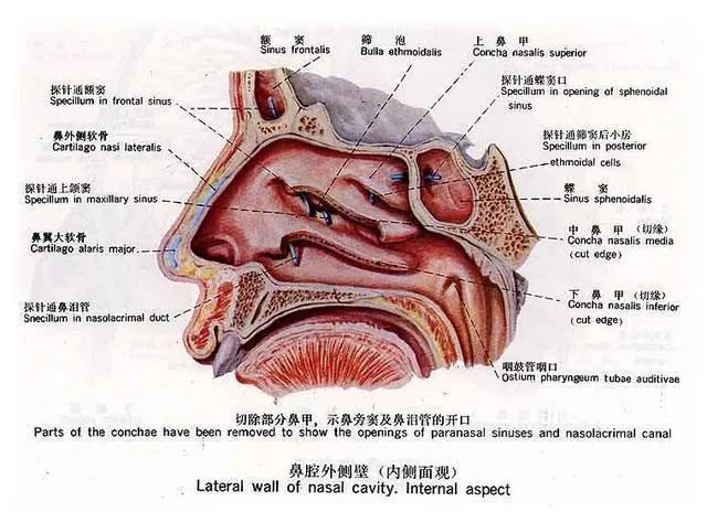 為什麼總有一側鼻孔是堵著的別怕這是正常的