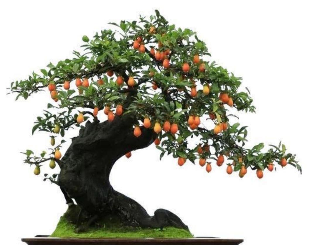 家里养3种观果盆景枝头挂累累硕果真是漂亮又喜庆