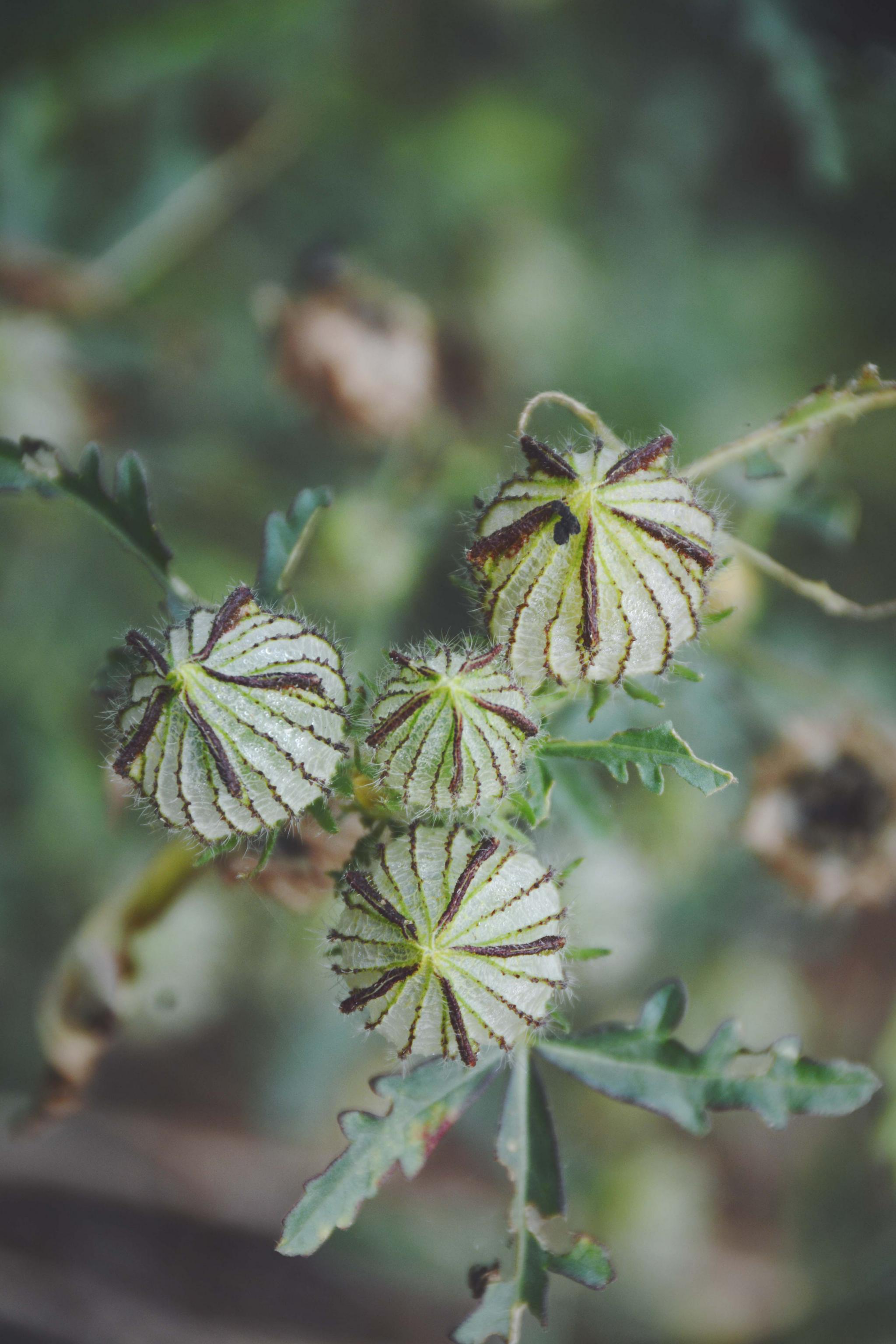野西瓜苗(马泡瓜的功效与作用)