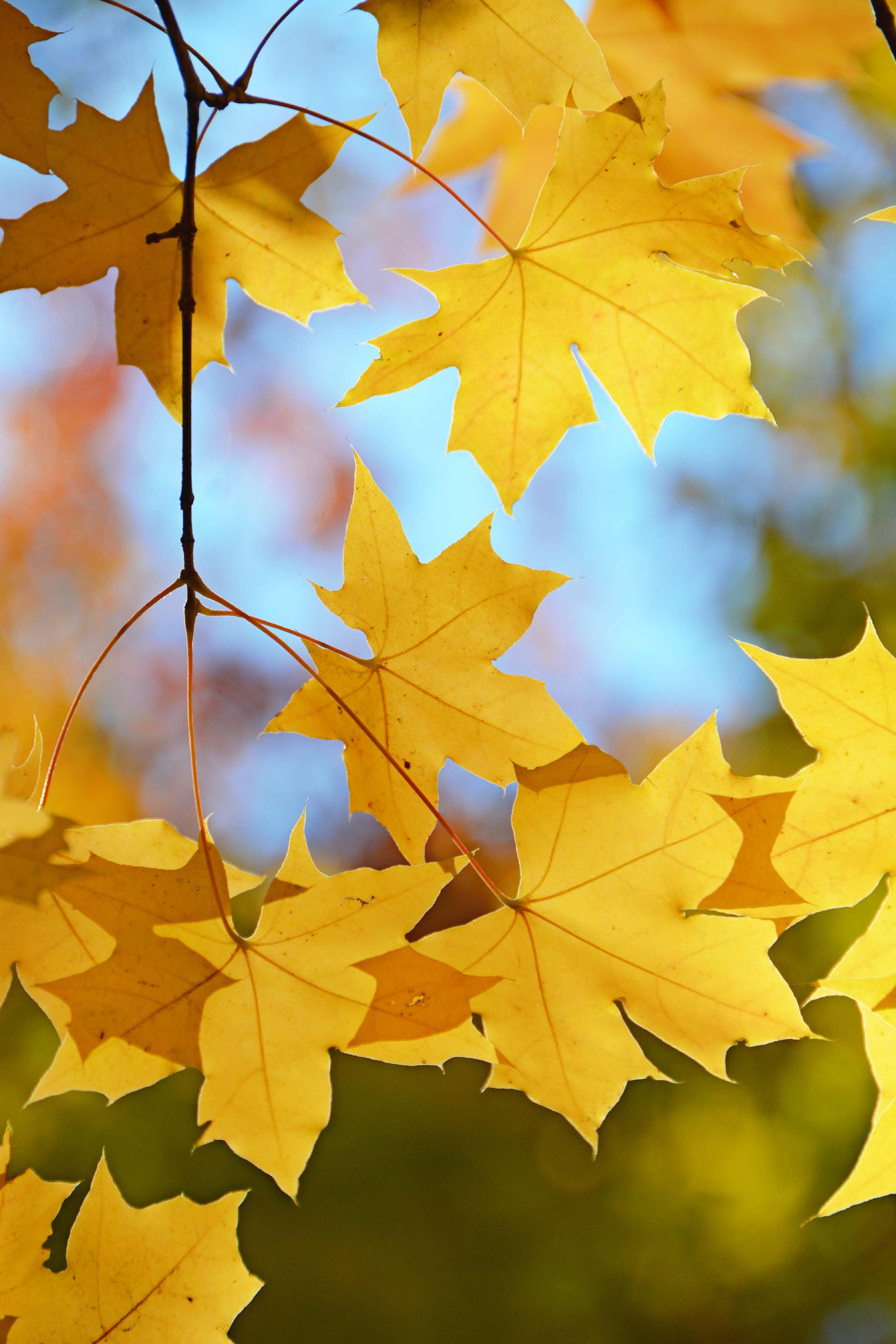 五角枫叶,原创拍摄五角枫叶,原创拍摄五角枫叶,原创