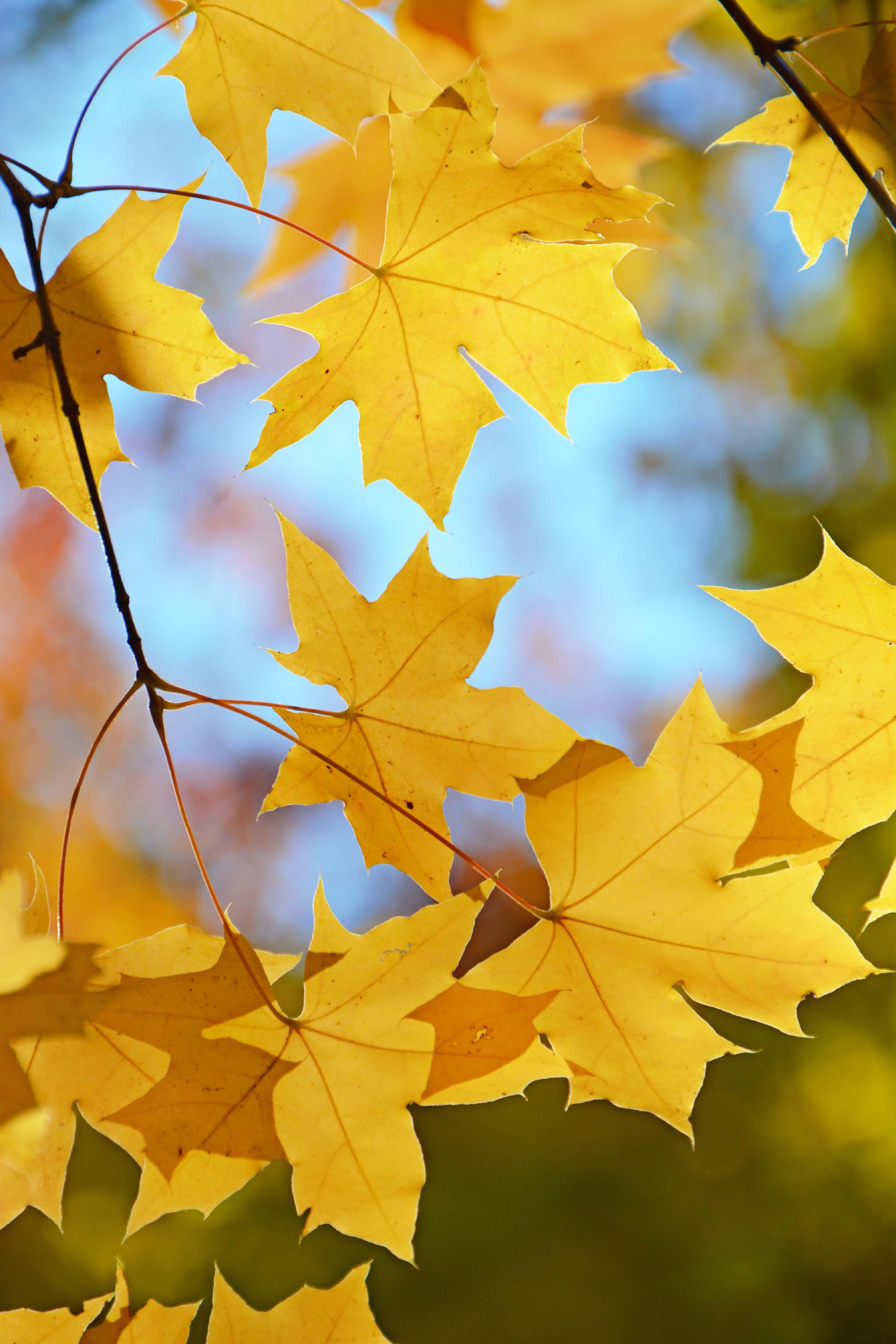 五角枫叶,原创拍摄|枫叶|角|原创_新浪新闻