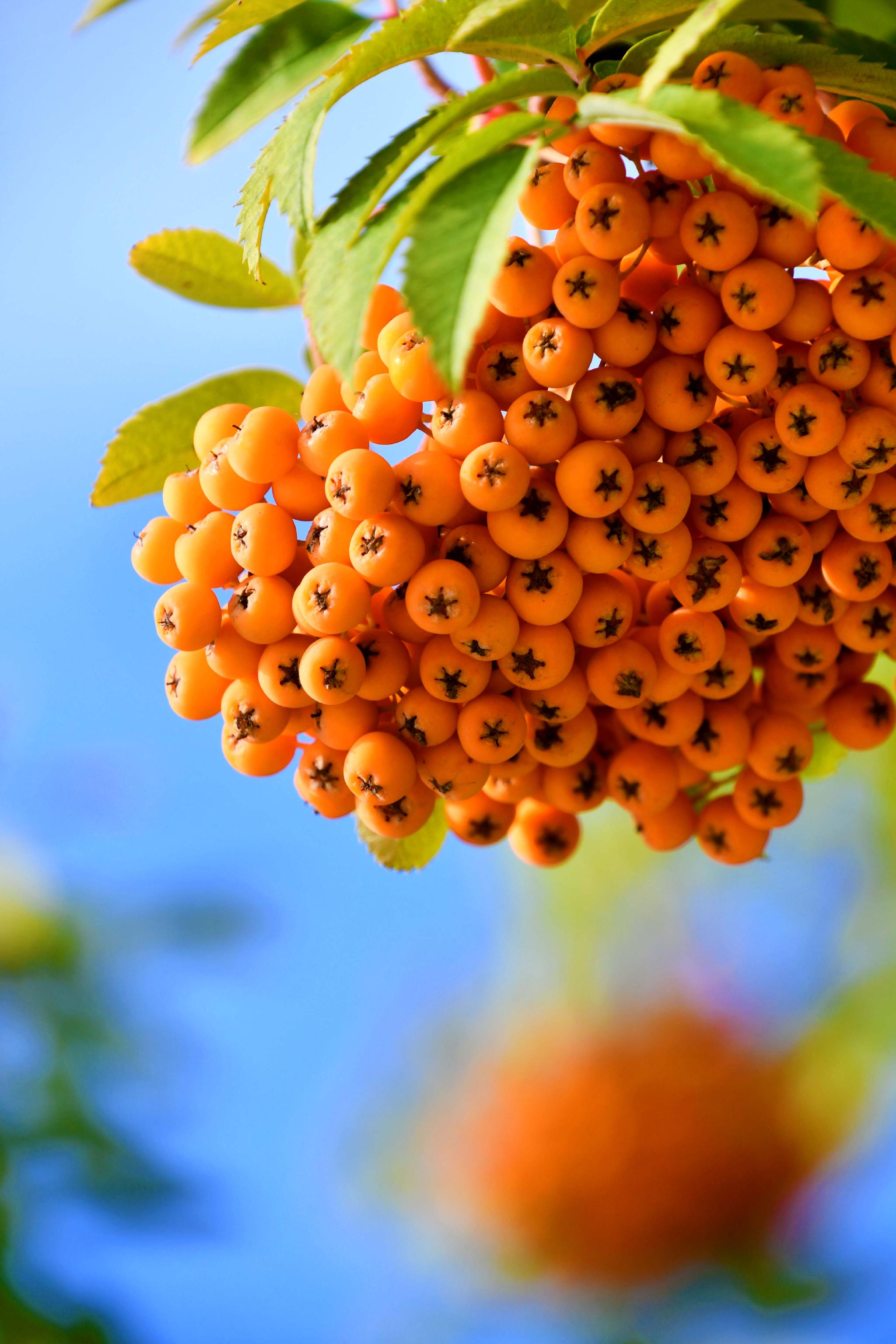 黄色花楸果原创拍摄