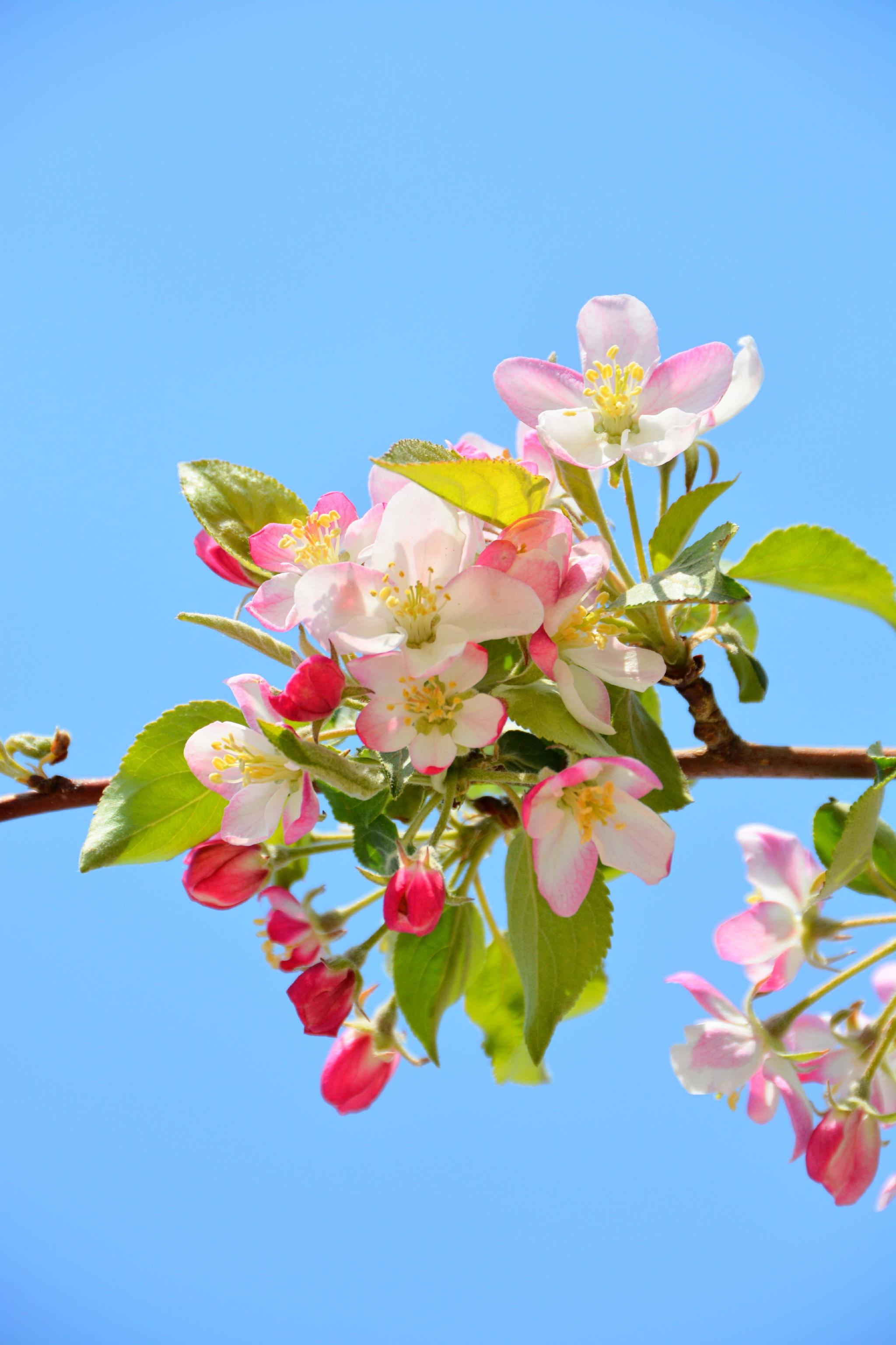 西府海棠花原创拍摄
