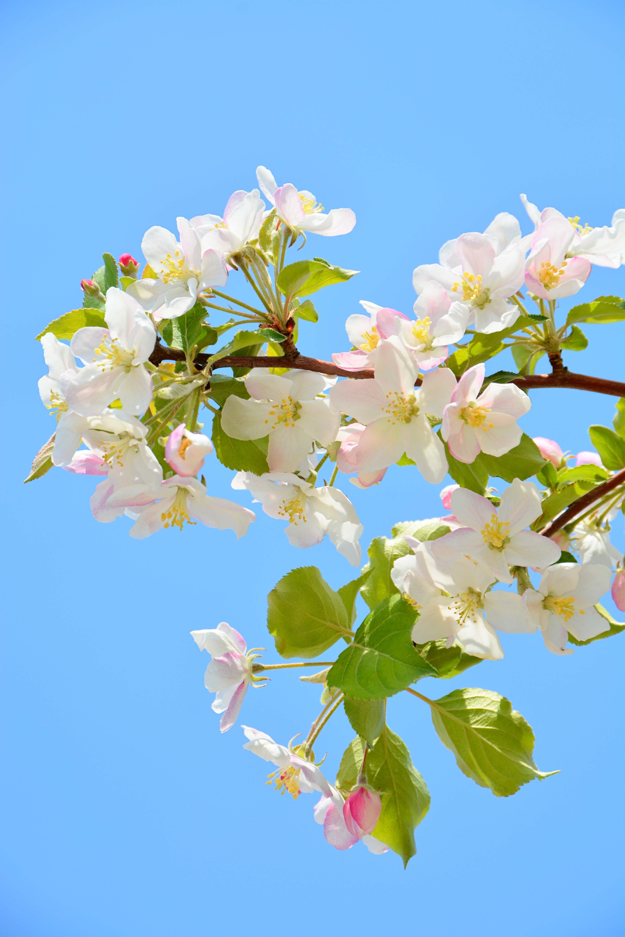 西府海棠花原创拍摄