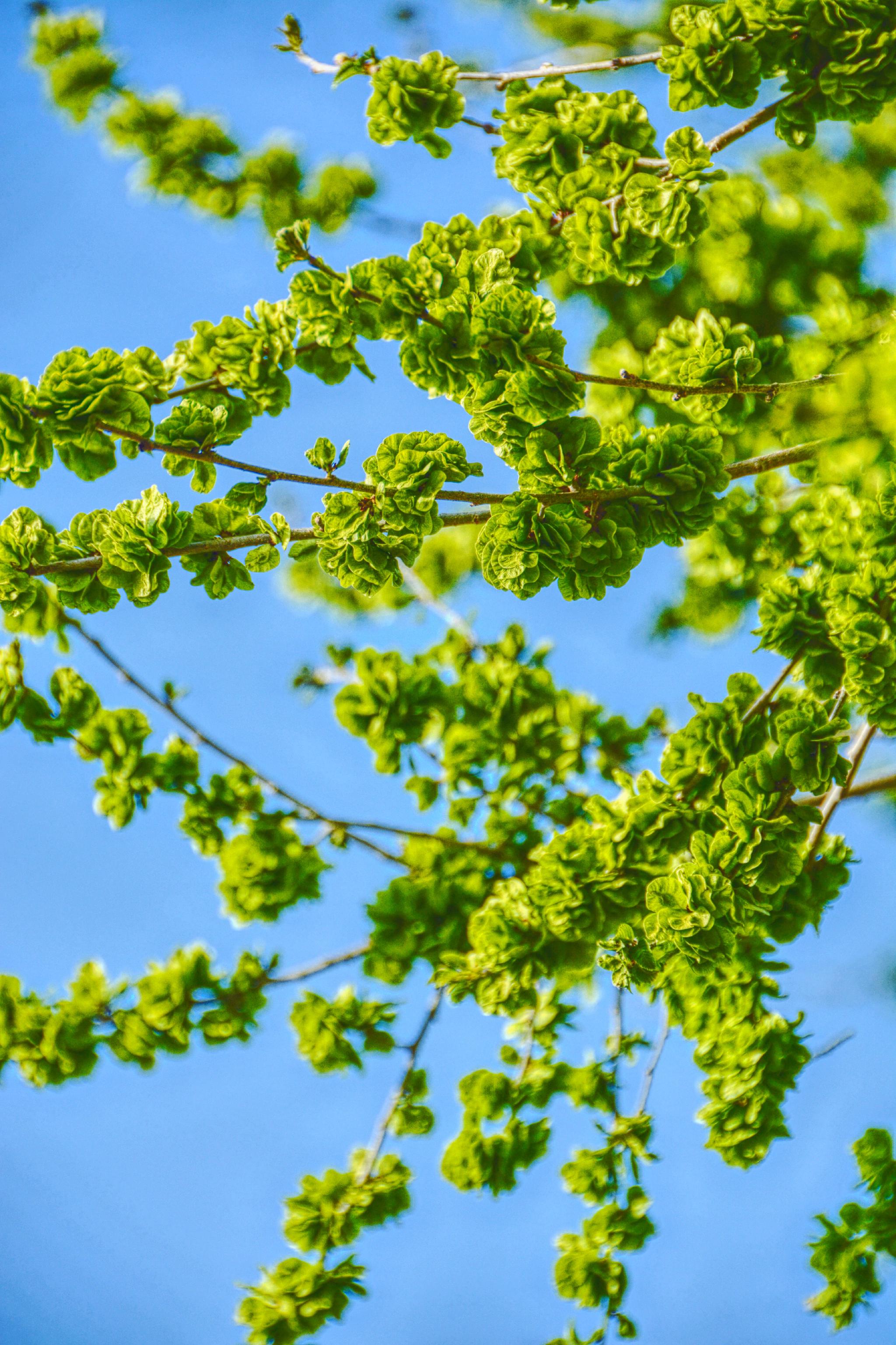 嫩榆树钱儿,原创拍摄