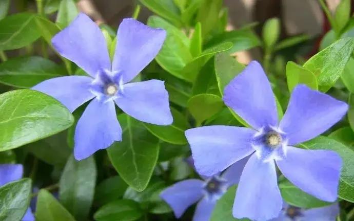 只需掌握此五点,开花就开大半年