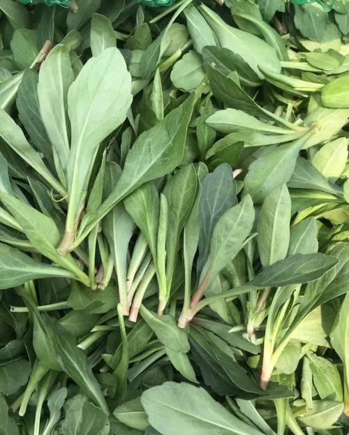 久居城市儿时你吃过的野菜哪个菜让你还记得