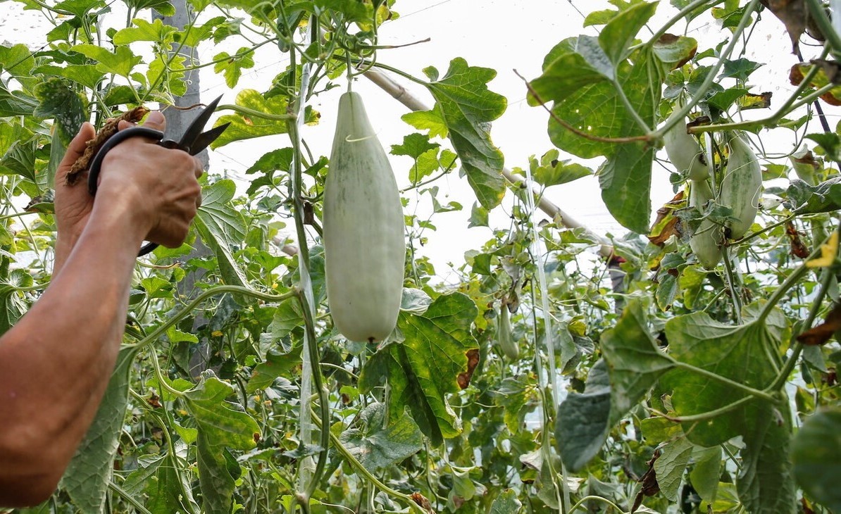羊角蜜甜瓜的种植方法和注意事项