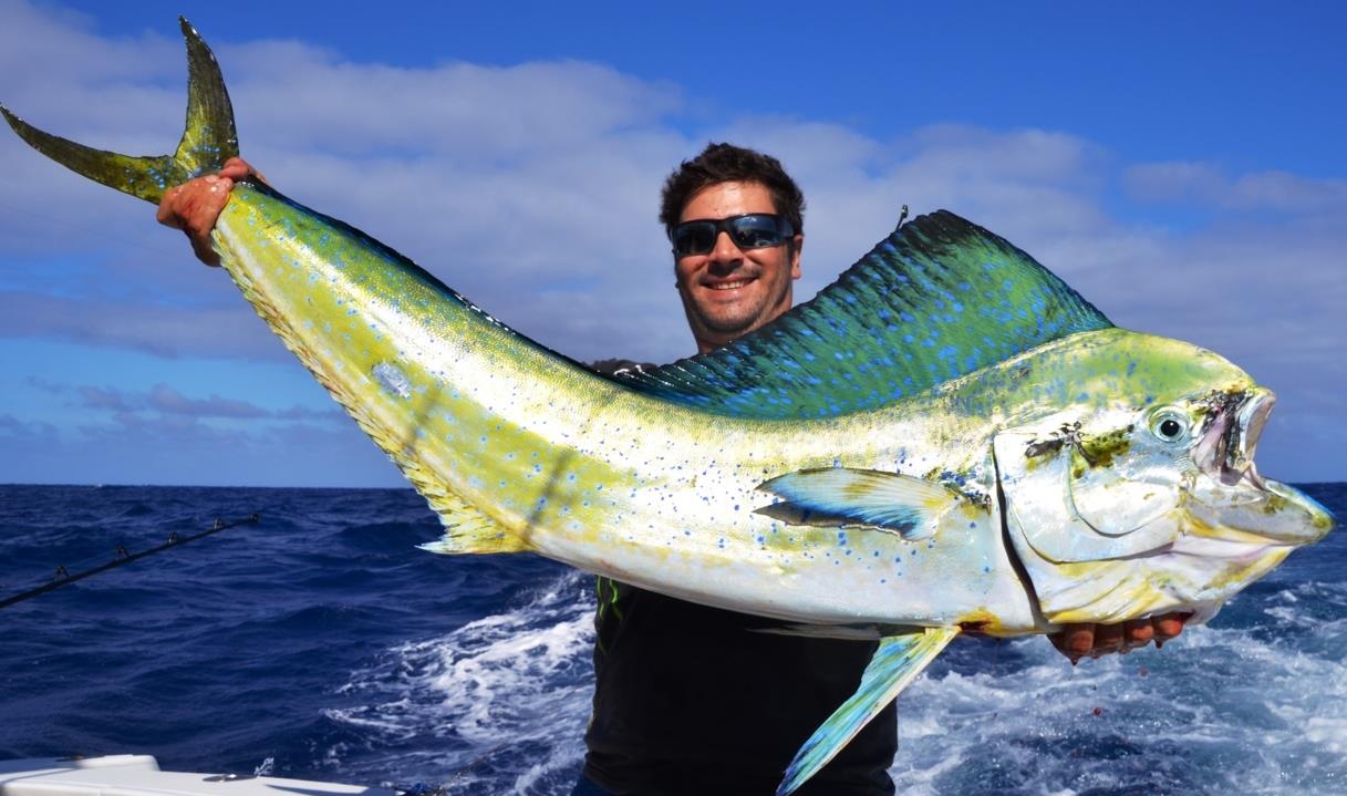 鲯鳅鱼美丽而又奇特的大鱼