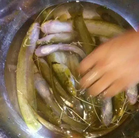 农村溪流里稀有的动物,称之为鱼儿活化石,"它"就是石鲶鱼__财经头条